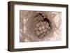 Green Sea Turtle Eggs in a Nest on a Beach (Chelonia Mydas), Pacific Ocean, Borneo.-Reinhard Dirscherl-Framed Photographic Print