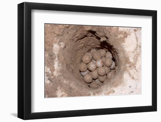 Green Sea Turtle Eggs in a Nest on a Beach (Chelonia Mydas), Pacific Ocean, Borneo.-Reinhard Dirscherl-Framed Photographic Print