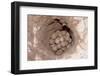 Green Sea Turtle Eggs in a Nest on a Beach (Chelonia Mydas), Pacific Ocean, Borneo.-Reinhard Dirscherl-Framed Photographic Print