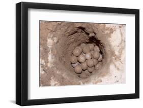 Green Sea Turtle Eggs in a Nest on a Beach (Chelonia Mydas), Pacific Ocean, Borneo.-Reinhard Dirscherl-Framed Photographic Print