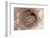 Green Sea Turtle Eggs in a Nest on a Beach (Chelonia Mydas), Pacific Ocean, Borneo.-Reinhard Dirscherl-Framed Photographic Print