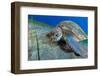 Green sea turtle feeding on Seagrass on the seabed, Tenerife-Sergio Hanquet-Framed Photographic Print