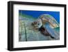 Green sea turtle feeding on Seagrass on the seabed, Tenerife-Sergio Hanquet-Framed Photographic Print