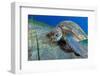 Green sea turtle feeding on Seagrass on the seabed, Tenerife-Sergio Hanquet-Framed Photographic Print