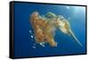 Green Sea Turtle Feeds on Large Pelagic Jellyfish-Rich Carey-Framed Stretched Canvas