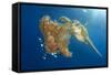 Green Sea Turtle Feeds on Large Pelagic Jellyfish-Rich Carey-Framed Stretched Canvas