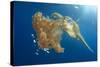 Green Sea Turtle Feeds on Large Pelagic Jellyfish-Rich Carey-Stretched Canvas