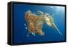 Green Sea Turtle Feeds on Large Pelagic Jellyfish-Rich Carey-Framed Stretched Canvas