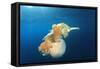 Green Sea Turtle Feeds on Large Pelagic Jellyfish-Rich Carey-Framed Stretched Canvas