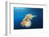 Green Sea Turtle Feeds on Large Pelagic Jellyfish-Rich Carey-Framed Premium Photographic Print