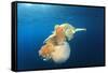 Green Sea Turtle Feeds on Large Pelagic Jellyfish-Rich Carey-Framed Stretched Canvas