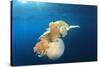 Green Sea Turtle Feeds on Large Pelagic Jellyfish-Rich Carey-Stretched Canvas