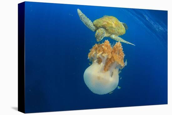 Green Sea Turtle Feeds on Large Pelagic Jellyfish-Rich Carey-Stretched Canvas