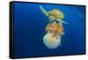 Green Sea Turtle Feeds on Large Pelagic Jellyfish-Rich Carey-Framed Stretched Canvas