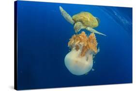 Green Sea Turtle Feeds on Large Pelagic Jellyfish-Rich Carey-Stretched Canvas