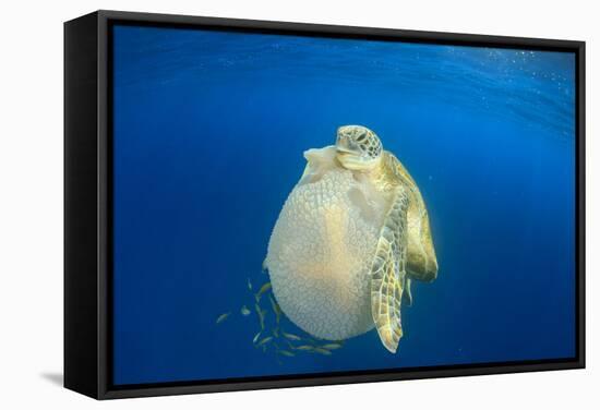 Green Sea Turtle Feeds on Large Pelagic Jellyfish-Rich Carey-Framed Stretched Canvas
