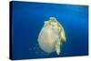 Green Sea Turtle Feeds on Large Pelagic Jellyfish-Rich Carey-Stretched Canvas