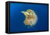 Green Sea Turtle Feeds on Large Pelagic Jellyfish-Rich Carey-Framed Stretched Canvas