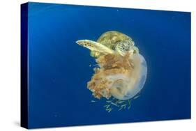 Green Sea Turtle Feeds on Large Pelagic Jellyfish-Rich Carey-Stretched Canvas