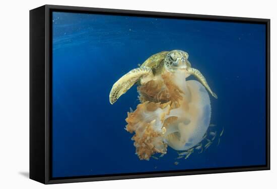 Green Sea Turtle Feeds on Large Pelagic Jellyfish-Rich Carey-Framed Stretched Canvas