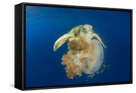 Green Sea Turtle Feeds on Large Pelagic Jellyfish-Rich Carey-Framed Stretched Canvas