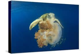 Green Sea Turtle Feeds on Large Pelagic Jellyfish-Rich Carey-Stretched Canvas