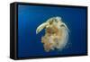 Green Sea Turtle Feeds on Large Pelagic Jellyfish-Rich Carey-Framed Stretched Canvas