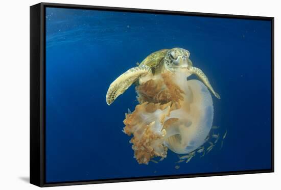 Green Sea Turtle Feeds on Large Pelagic Jellyfish-Rich Carey-Framed Stretched Canvas