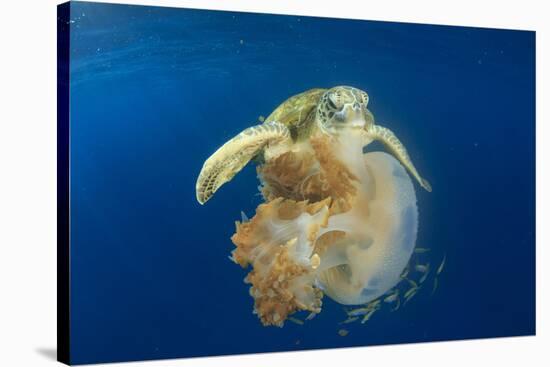 Green Sea Turtle Feeds on Large Pelagic Jellyfish-Rich Carey-Stretched Canvas