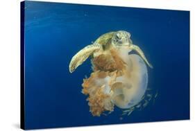 Green Sea Turtle Feeds on Large Pelagic Jellyfish-Rich Carey-Stretched Canvas