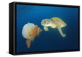 Green Sea Turtle Feeds on Large Pelagic Jellyfish-Rich Carey-Framed Stretched Canvas