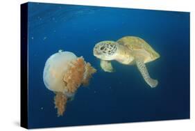 Green Sea Turtle Feeds on Large Pelagic Jellyfish-Rich Carey-Stretched Canvas