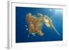 Green Sea Turtle Feeds on Large Pelagic Jellyfish-Rich Carey-Framed Photographic Print