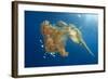 Green Sea Turtle Feeds on Large Pelagic Jellyfish-Rich Carey-Framed Photographic Print