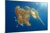 Green Sea Turtle Feeds on Large Pelagic Jellyfish-Rich Carey-Mounted Photographic Print