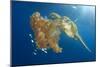 Green Sea Turtle Feeds on Large Pelagic Jellyfish-Rich Carey-Mounted Photographic Print