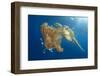 Green Sea Turtle Feeds on Large Pelagic Jellyfish-Rich Carey-Framed Photographic Print