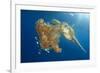 Green Sea Turtle Feeds on Large Pelagic Jellyfish-Rich Carey-Framed Photographic Print