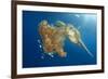 Green Sea Turtle Feeds on Large Pelagic Jellyfish-Rich Carey-Framed Photographic Print