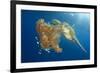 Green Sea Turtle Feeds on Large Pelagic Jellyfish-Rich Carey-Framed Photographic Print