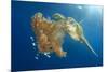 Green Sea Turtle Feeds on Large Pelagic Jellyfish-Rich Carey-Mounted Photographic Print