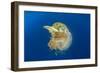 Green Sea Turtle Feeds on Large Pelagic Jellyfish-Rich Carey-Framed Photographic Print