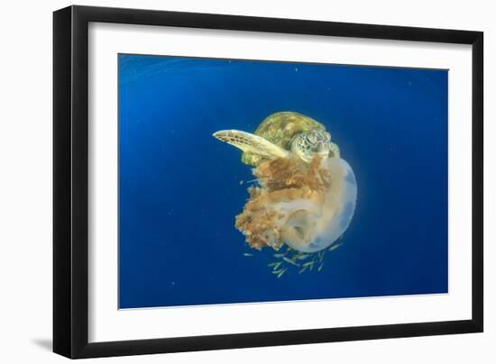 Green Sea Turtle Feeds on Large Pelagic Jellyfish-Rich Carey-Framed Photographic Print