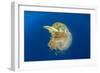 Green Sea Turtle Feeds on Large Pelagic Jellyfish-Rich Carey-Framed Photographic Print