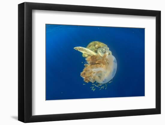 Green Sea Turtle Feeds on Large Pelagic Jellyfish-Rich Carey-Framed Photographic Print