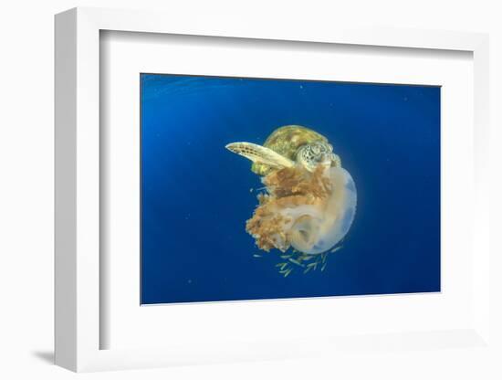 Green Sea Turtle Feeds on Large Pelagic Jellyfish-Rich Carey-Framed Photographic Print