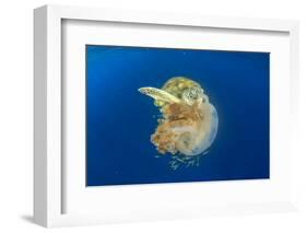 Green Sea Turtle Feeds on Large Pelagic Jellyfish-Rich Carey-Framed Photographic Print