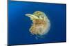 Green Sea Turtle Feeds on Large Pelagic Jellyfish-Rich Carey-Mounted Photographic Print