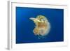 Green Sea Turtle Feeds on Large Pelagic Jellyfish-Rich Carey-Framed Photographic Print