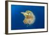 Green Sea Turtle Feeds on Large Pelagic Jellyfish-Rich Carey-Framed Photographic Print